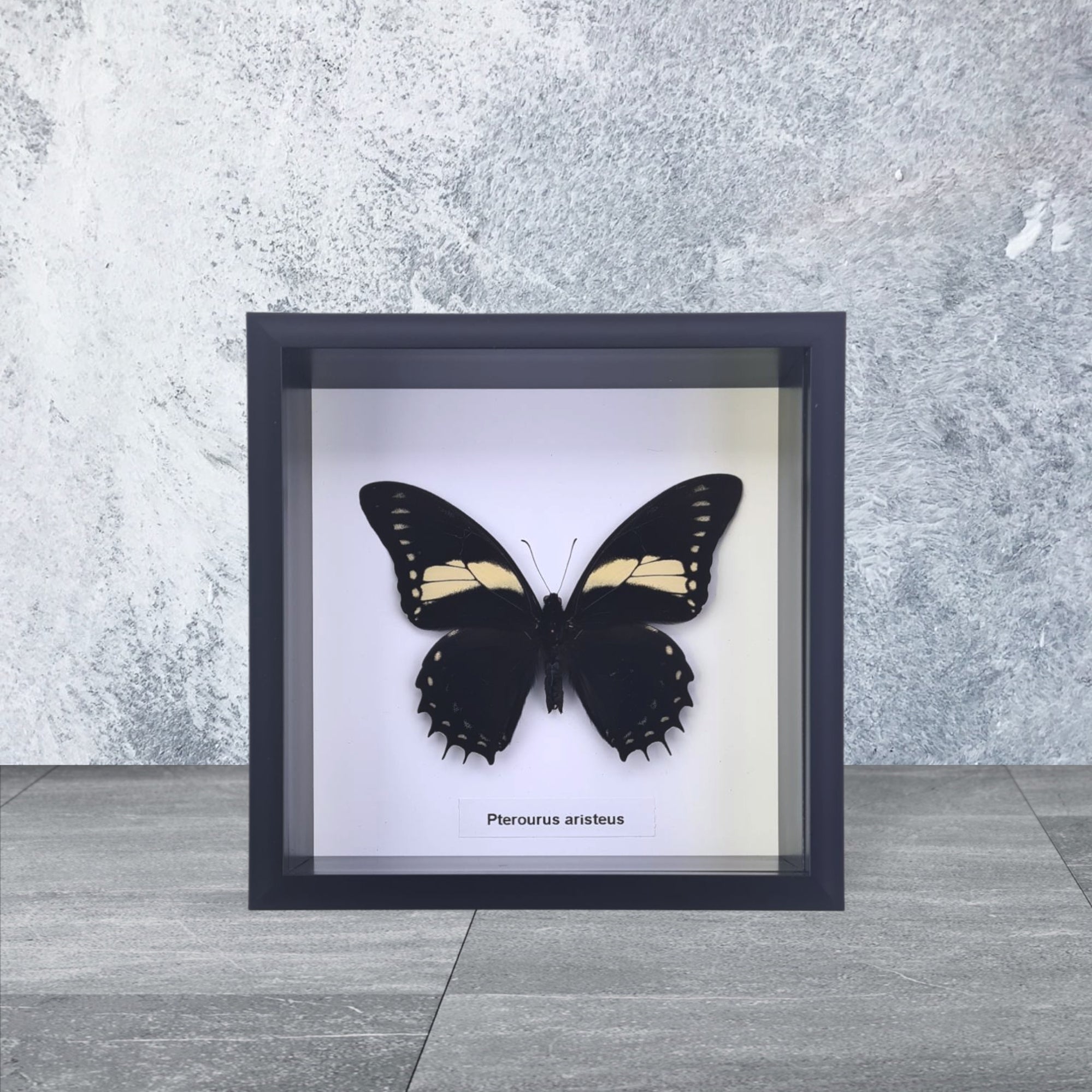 標本 Ceranchia apollina1 pair 104mm 108mm 標本 Ceranchia apollina1