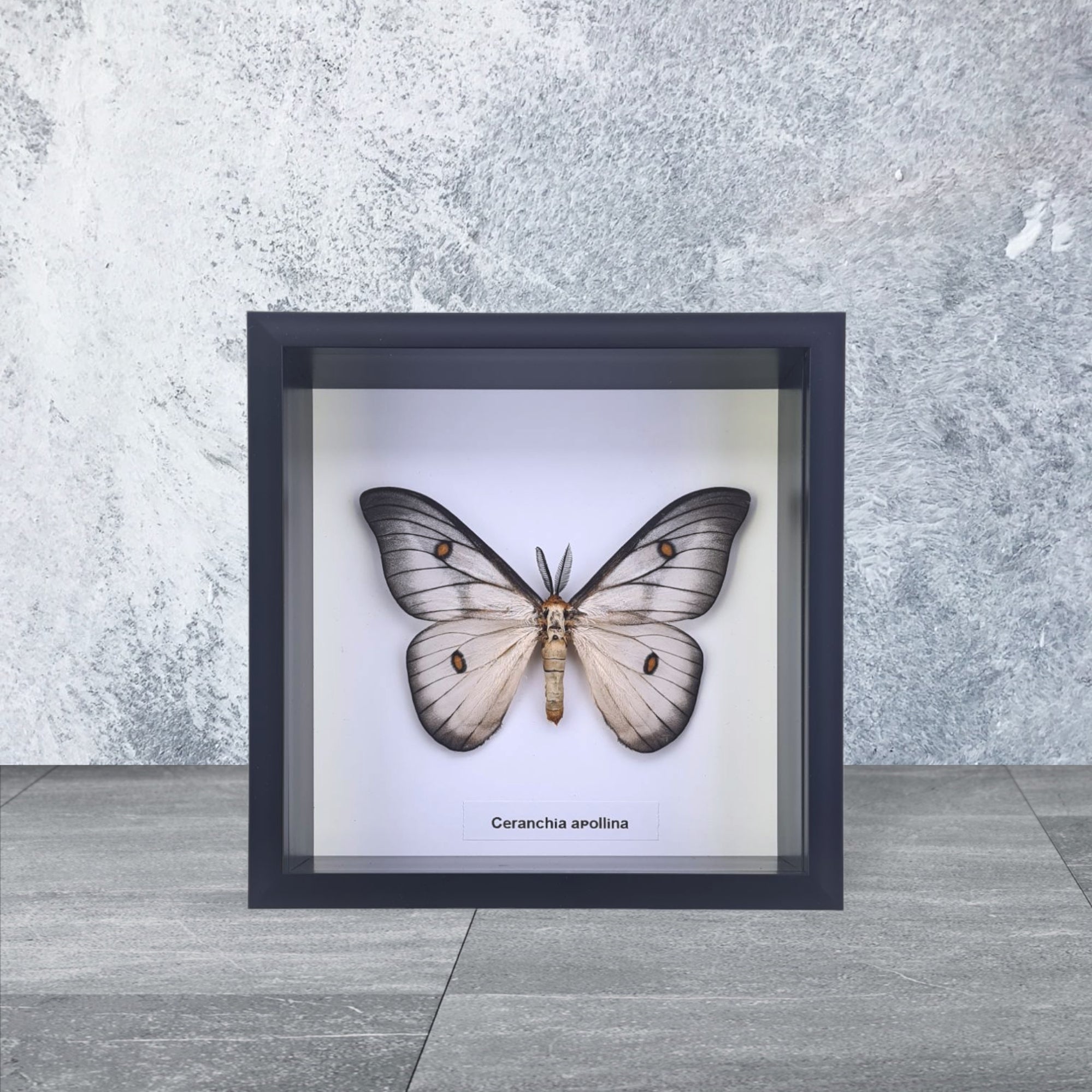Ceranchia apollina Label - Ghostly Silk Moth | Bailey's