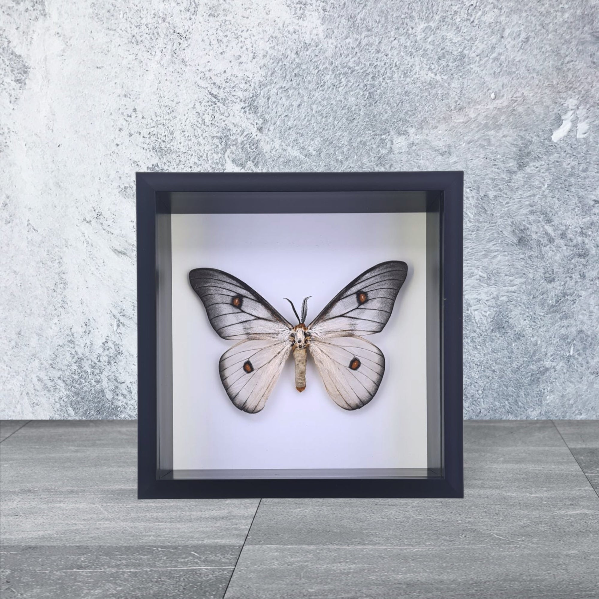 標本 Ceranchia apollina1 pair 104mm 108mm 標本 Ceranchia apollina1 pair 104mm 108mm Ceranchia apollina1 pair