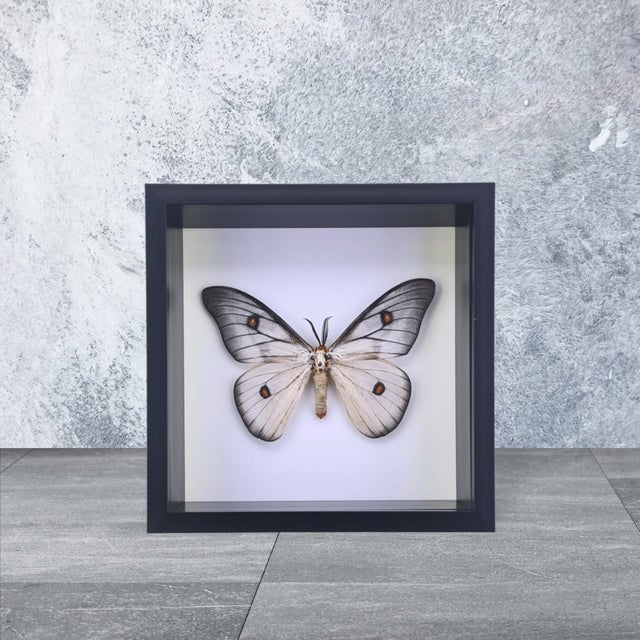 標本 Ceranchia apollina 116mm 140mm very big Ghostly Silkmoth Male: Ceranchia apollina (Saturniidae) from